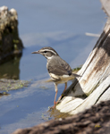 Louisianna Waterthrush 1790